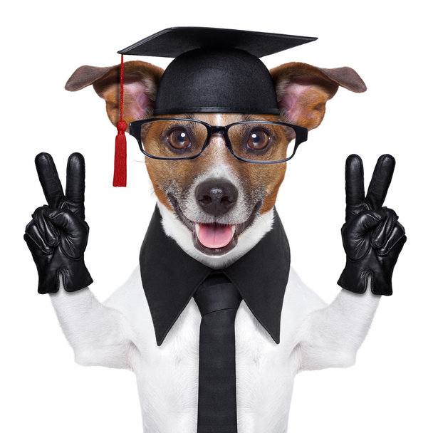 graduate dog - Фото, зображення