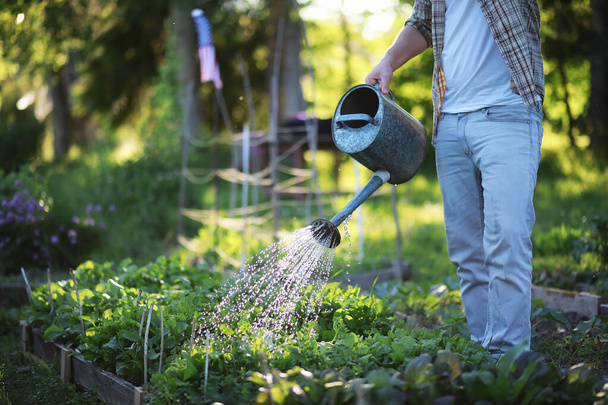 Man farmer watering a vegetable garden - Zdjęcie, obraz