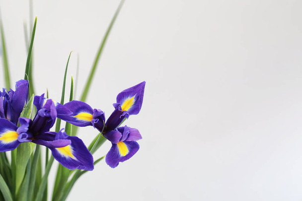 Purple irises on a white background - Photo, Image
