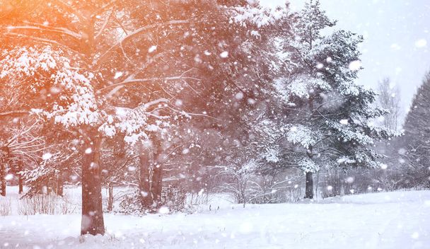 Paisaje invernal cubiertas de nieve. Un parque en el invierno en
  - Foto, Imagen