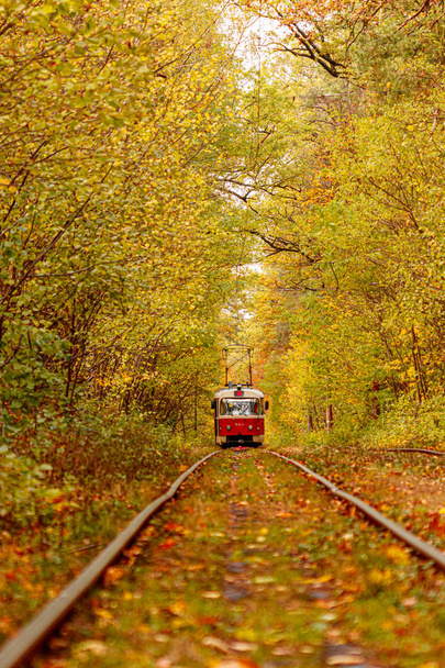 Autumn forest through which an old tram rides (Ukraine) - Foto, Bild