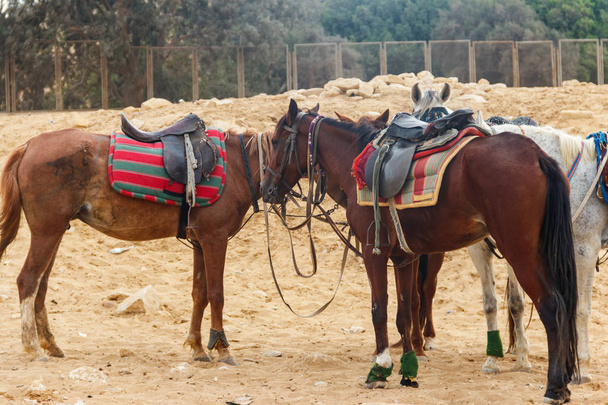 gesattelte Pferde in der arabischen Wüste, Ägypten - Foto, Bild