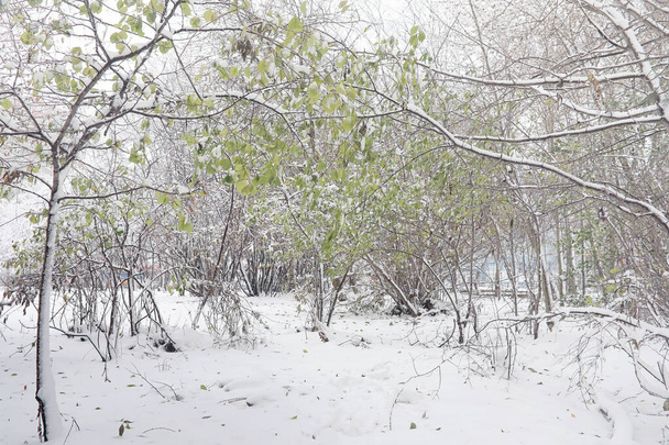 Parque de inverno coberto de neve e bancos. Parque e cais para alimentação
  - Foto, Imagem