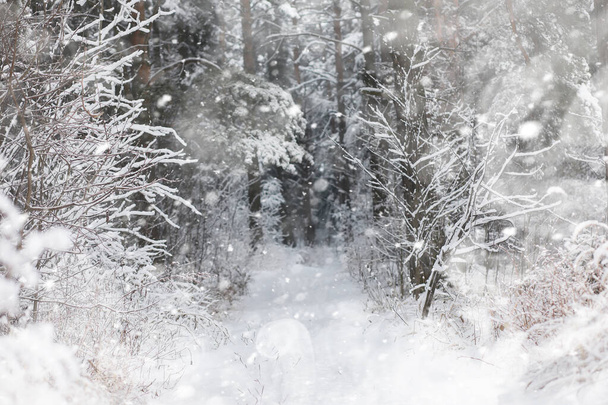 Зимний пейзаж. Лес под снегом. Зима в парке
. - Фото, изображение