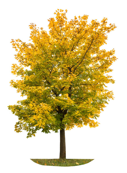 Autumn maple tree isolated white background Yellow autumnal leav - Foto, imagen