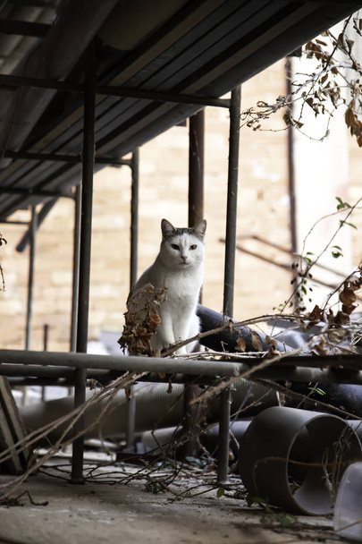 Уличные кошки
 - Фото, изображение