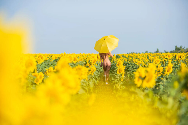 A beautiful naked woman is hiding behind a yellow parasol in a field of sunflowers. Elastic buttocks. Fitness bikini. Back view. Girl in the countryside - 写真・画像