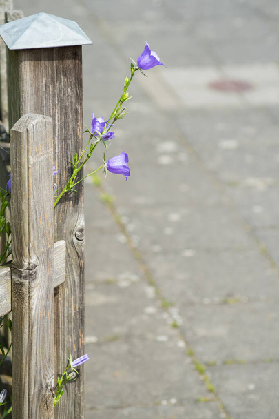Een violette bloem gluurt achter een houten hekpaal. - Foto, afbeelding
