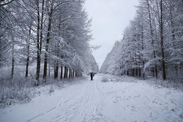 winterbos bedekt sneeuw - Foto, afbeelding