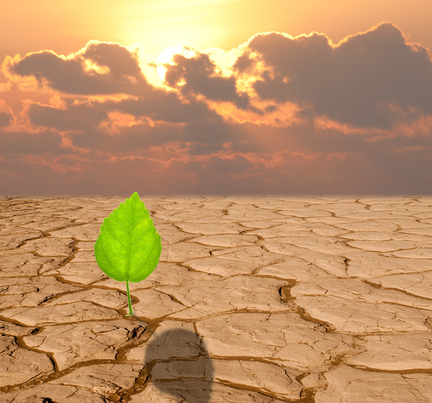 Planta que cresce em areia seca rachada do deserto
 - Foto, Imagem