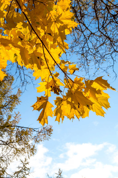 Yellow autumn maple leafs on the branch and blue sky - 写真・画像