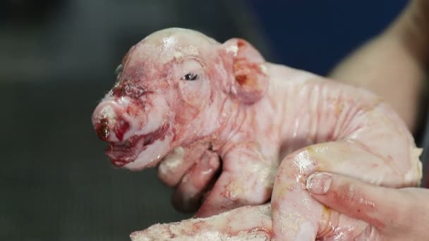 Un granjero sostiene un cerdo recién nacido en sus brazos. Un cerdo que nació hace unos segundos.. - Imágenes, Vídeo