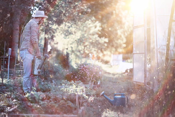 Adam çiftçi sebze Bahçe sulama - Fotoğraf, Görsel