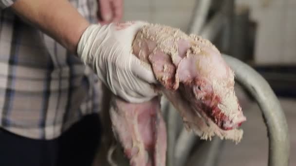 Bir çiftçi yeni doğmuş bir domuzu kollarında tutar. Birkaç saniye önce doğmuş bir domuz.. - Video, Çekim