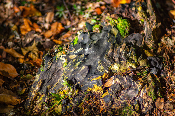 Az őszi erdő csonkot - Fotó, kép