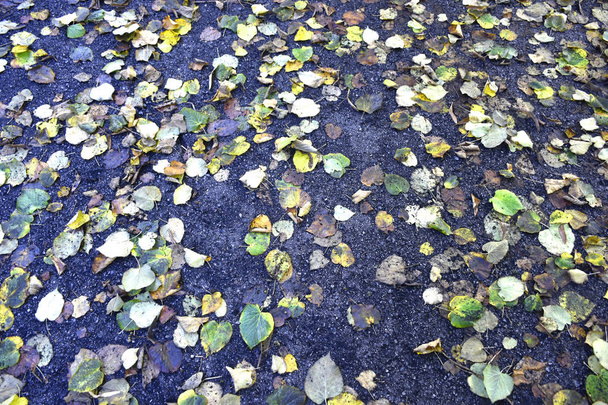 A park fájáról lehullott őszi levelek háttere. - Fotó, kép