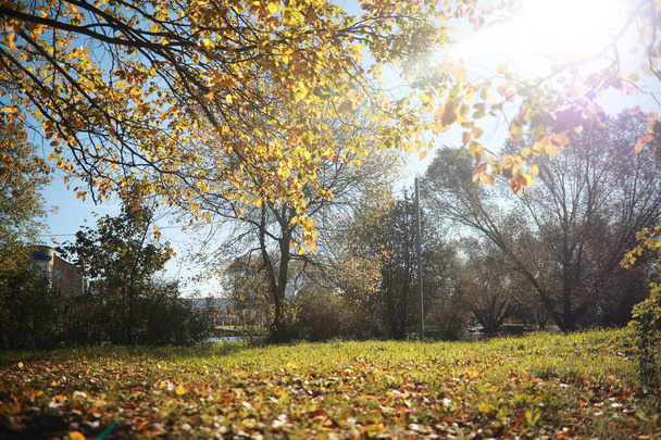 Parkta sonbahar arka plan - Fotoğraf, Görsel