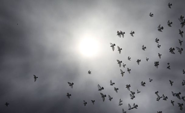 Nubes de lluvia en el cielo y una bandada de palomas. La estafa religiosa
 - Foto, Imagen