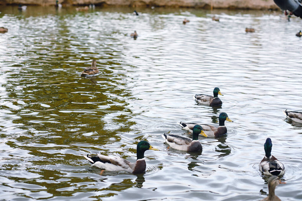 Pássaros no lago. Um bando de patos e pombos junto à água. Mi
 - Foto, Imagem