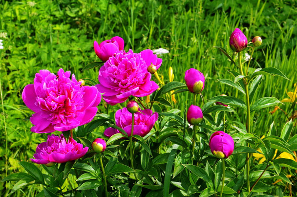 Pivoines roses et pivoines rouges fleurissent dans le jardin des pivoines
. - Photo, image