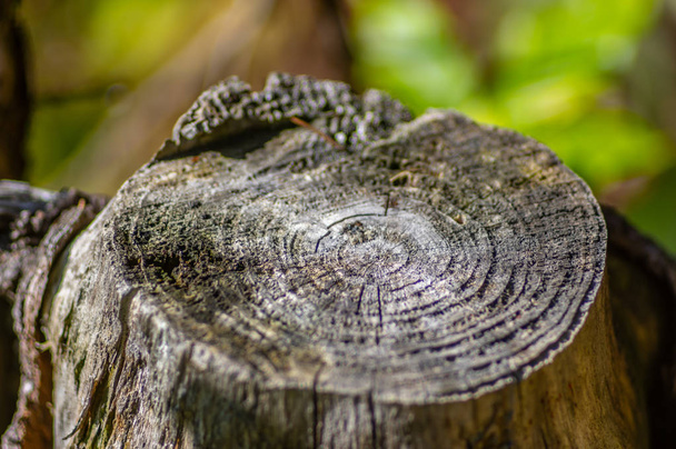 κούτσουρο μέσα στο φθινόπωρο δάσος - Φωτογραφία, εικόνα