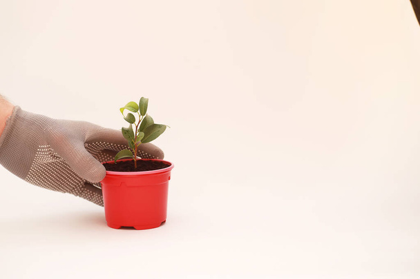 Potted plant in a transplant and care - Fotoğraf, Görsel