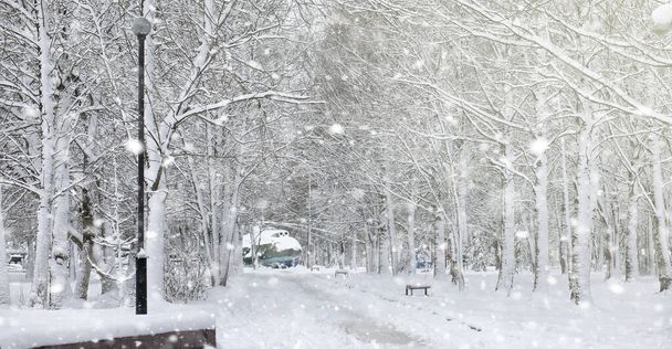 Parco invernale sotto la neve. Una tempesta di neve nel parco cittadino. Parco f - Foto, immagini