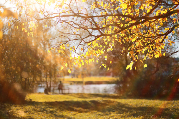 Autumn background in the park - Fotoğraf, Görsel
