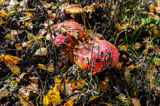 красный агарический гриб мухи на дереве в лесу. Поганки в
  - Фото, изображение