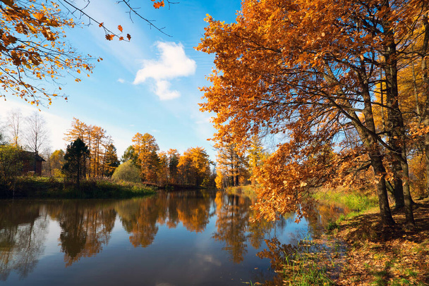 Autumn landscape. Yellow trees on the shore of the pond on a bright Sunny day. - Foto, imagen