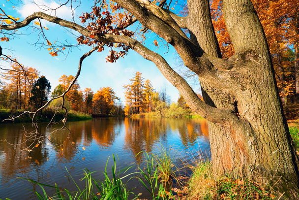 eine alte Eiche am Ufer eines Teiches in einem Stadtpark an einem sonnigen Herbsttag. - Foto, Bild
