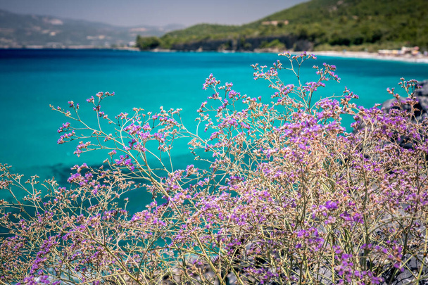 Parque Milli, Parque Nacional Dilek, Kusadasi, Turquía. Primer plano Hierba y flores sobre un fondo del mar
 - Foto, Imagen