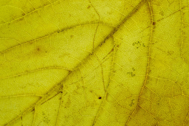 葉の背景。葉の熱帯パターン。抽象的な質感。自然 - 写真・画像
