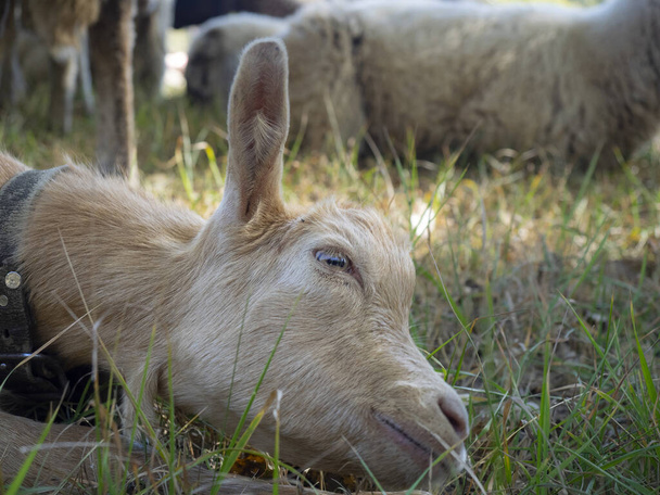 portrait of cute little goat with a light brown coat - Photo, Image