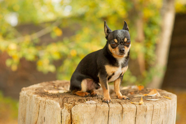 Chihuahua sitzt auf der Bank. Hübscher brauner Chihuahua-Hund steht vor der Kamera. - Foto, Bild