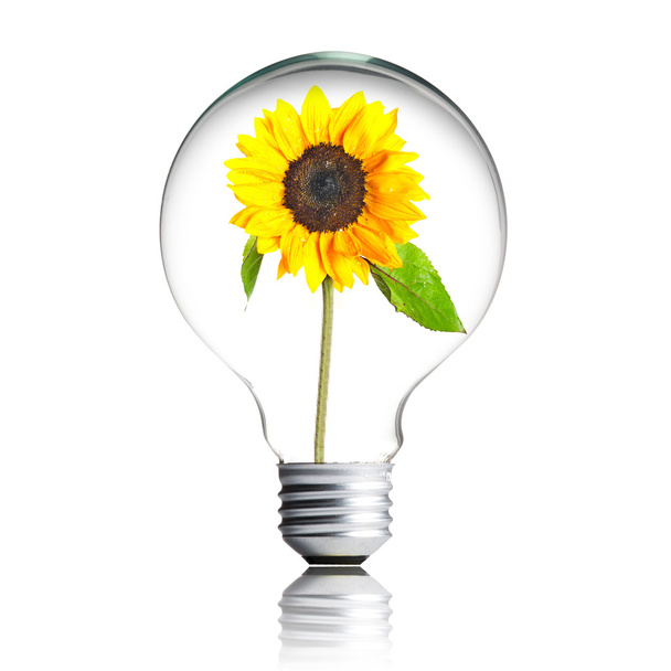 Yellow flower growing inside the light bulb - 写真・画像