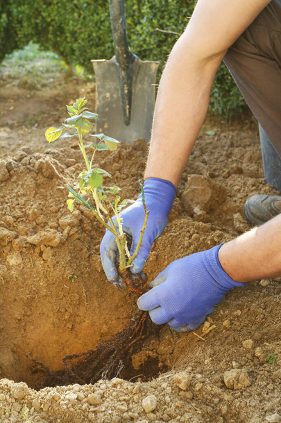 Κηπουρός στην εργασία: Πώς να φυτέψετε ένα θάμνο τριαντάφυλλο στο έδαφος.  - Φωτογραφία, εικόνα