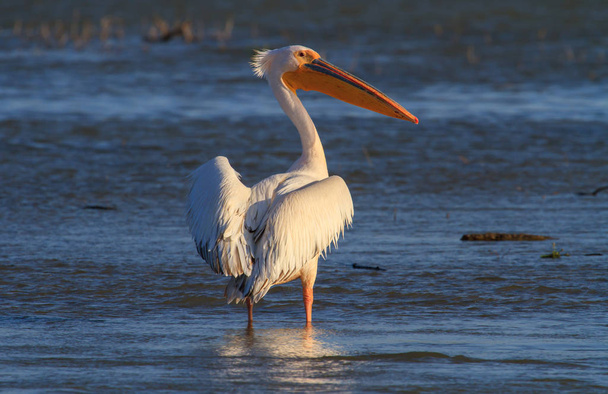 White great pelicans at sunrise, on a lake in the Danube Delta, Romania - Photo, image