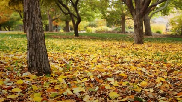 jesień w parku, wielobarwne liście spadające z drzew - Materiał filmowy, wideo