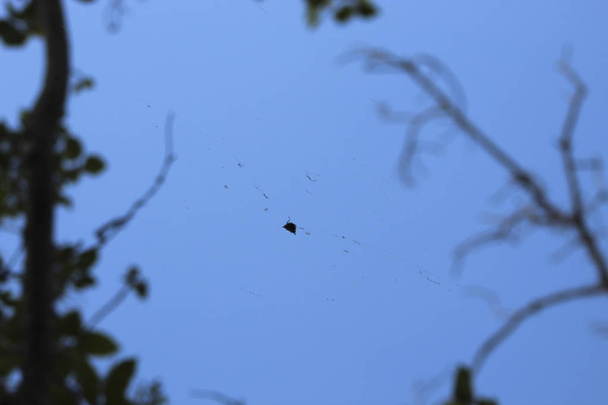 spider in the Florida swamp - Photo, Image