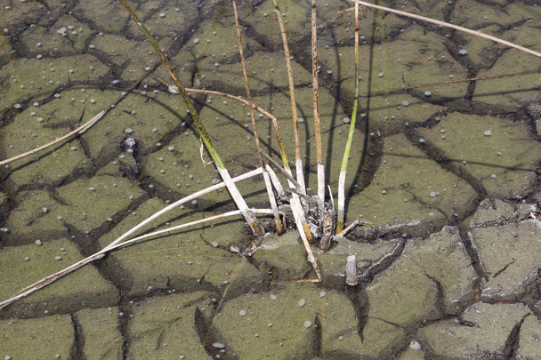 dry cracked clay in swamp - Photo, Image