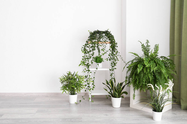 Yeşil çiçekli modern odanın içi - Fotoğraf, Görsel
