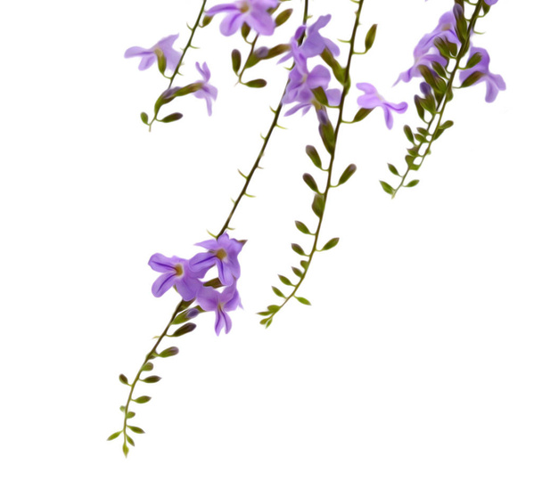 Violet color of Duranta erecta L. Verbenaceae - Foto, imagen