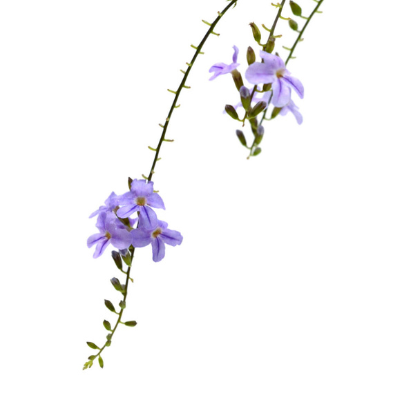 purple flowers with white background - Φωτογραφία, εικόνα