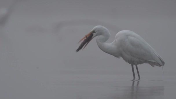 Μεγάλη egret κυνήγι ψαριών σε ομιχλώδες πρωί  - Πλάνα, βίντεο