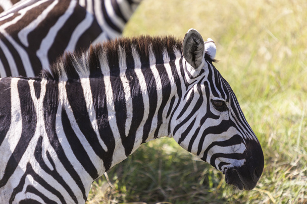 Zebra herd - Foto, Imagen