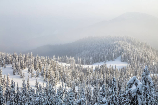 白い雪に覆われた木を発芽させる。寒い晴れた日の風景冬の森. - 写真・画像