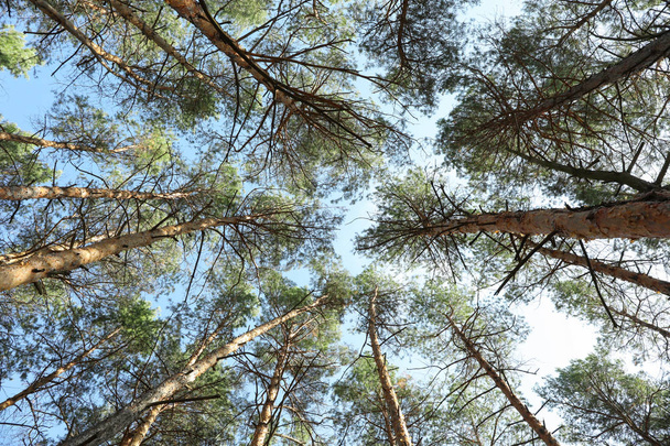 Верх соснових дерев на тлі блакитного неба. Активне дозвілля
 - Фото, зображення