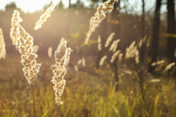 Высокая сушеная трава в лесу, близко и место для текста
 - Фото, изображение