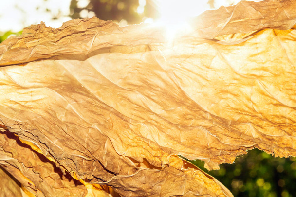 сухий тютюновий лист крупним планом макрос
 - Фото, зображення